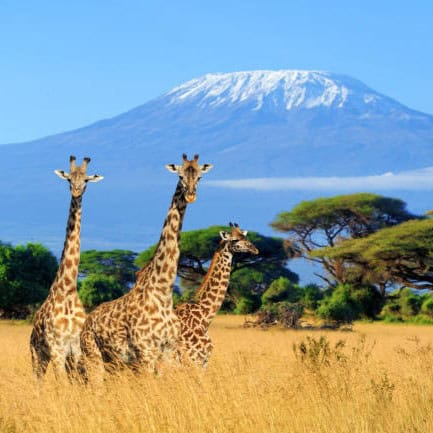 Three giraffe on Kilimanjaro mount background in National park of Kenya, Africa